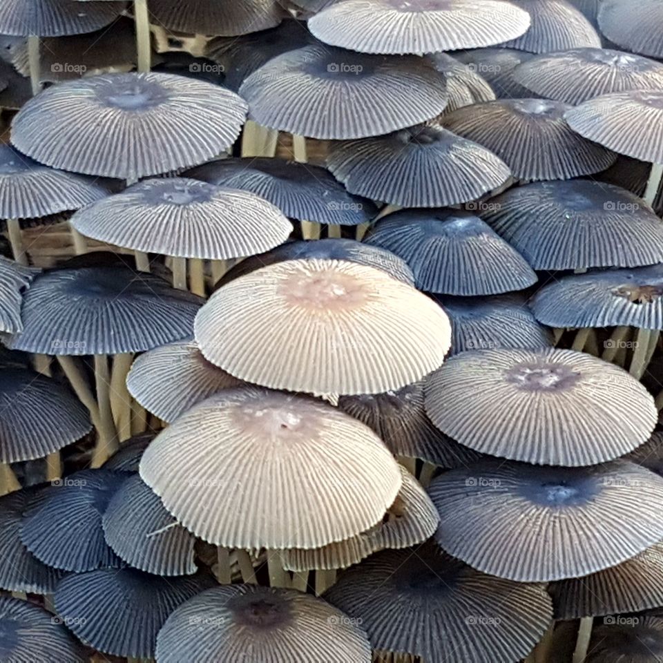 fungus beauty