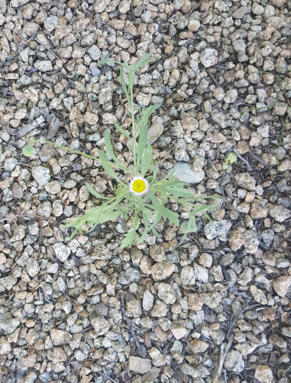 Hello lonely yellow weed!