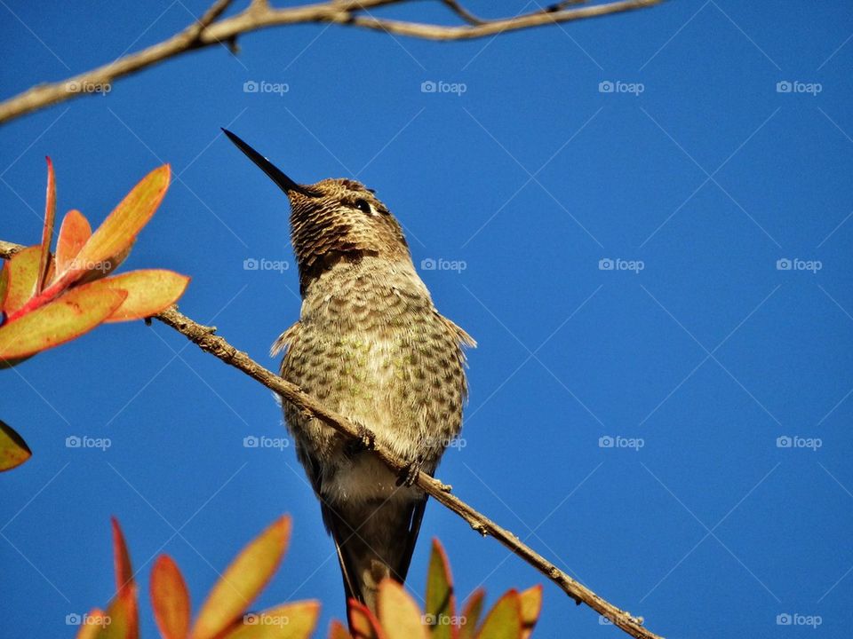California Hummingbird