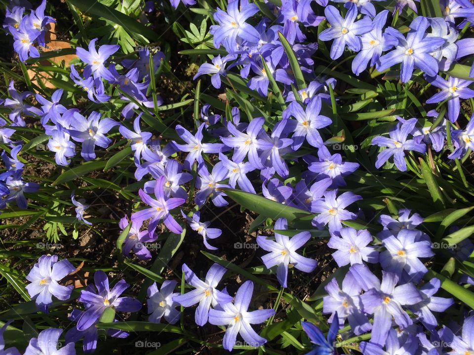 Lovely spring flower