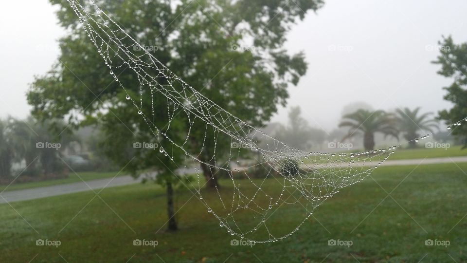 spider web sling. in my front yard
