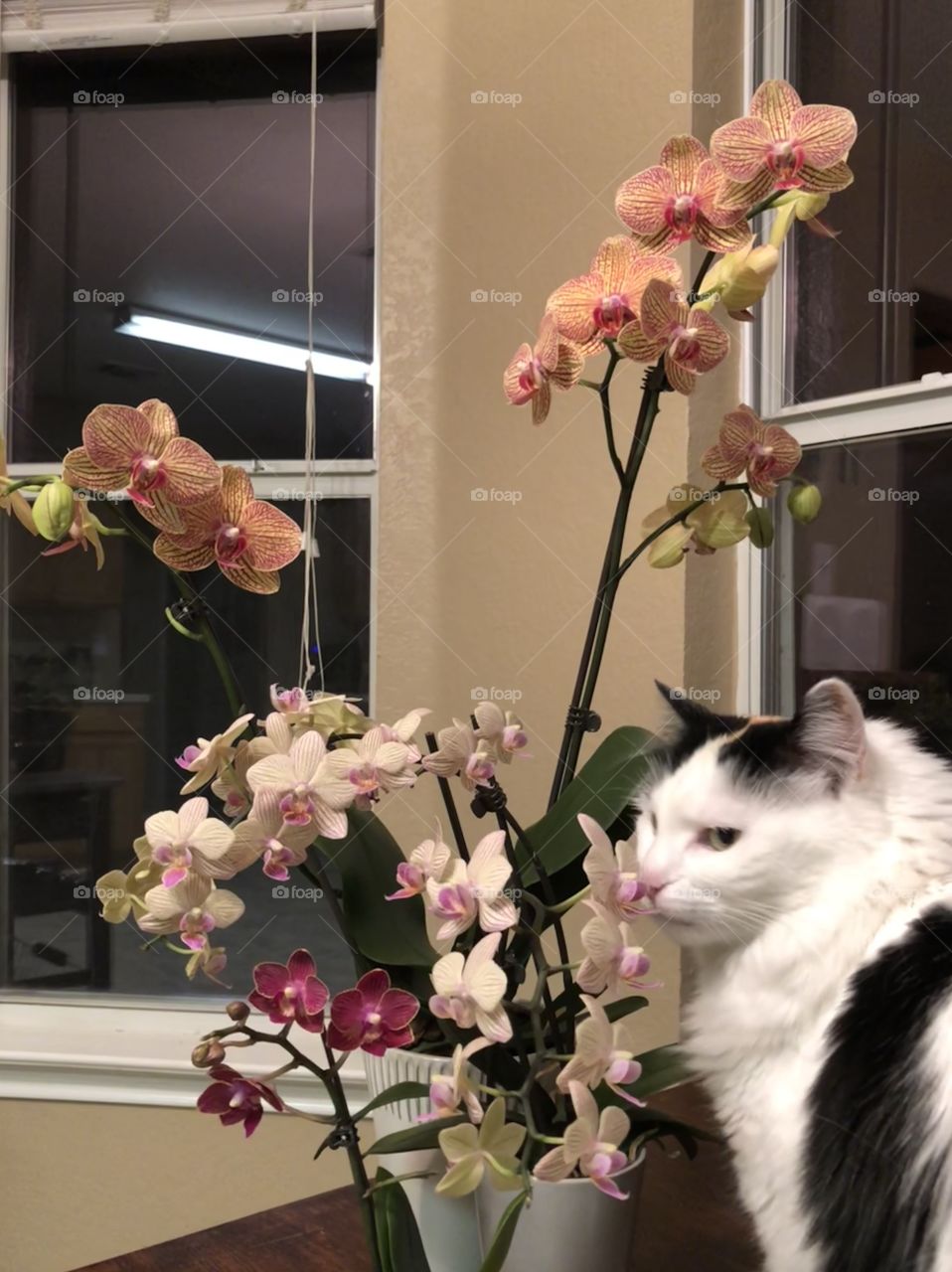 Cat with orchids
