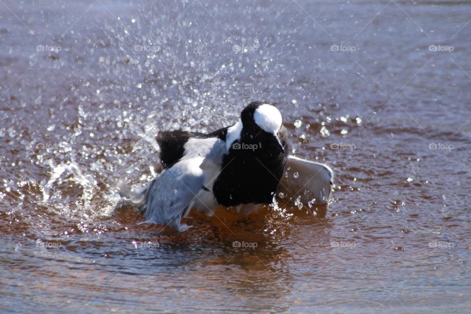 Blacksmith Lapwing bird taking a bath