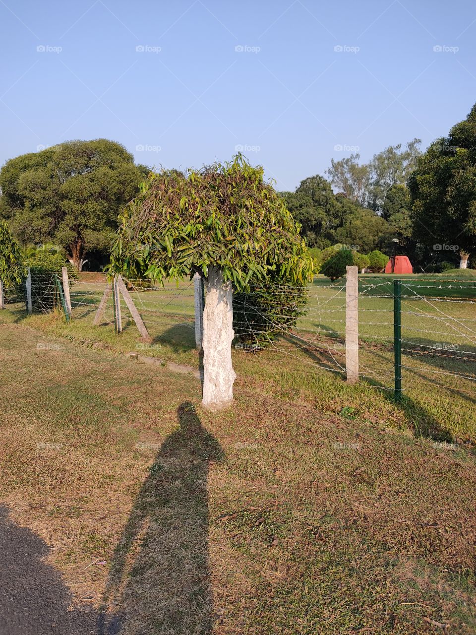 beautiful😍 trees🌲🌳🌴🌲🌳🌴🌲🌳🌴