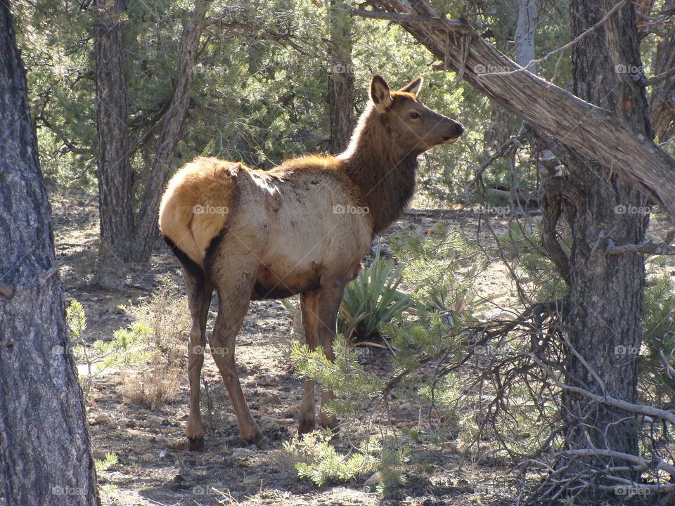 Elk on the top rim of Grand Canyon