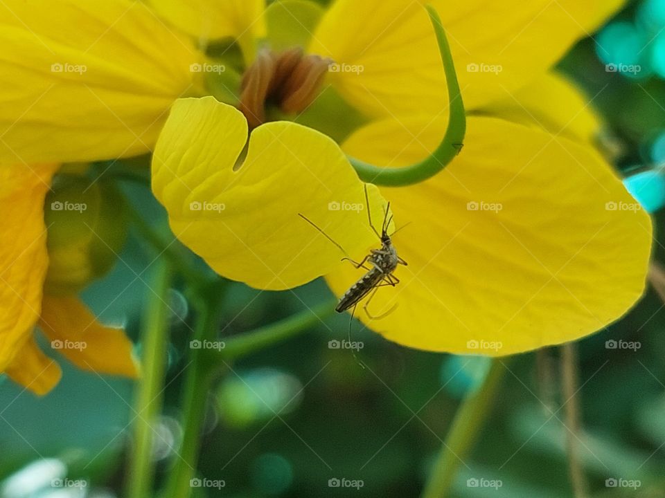 Yellow flower with Mosquito