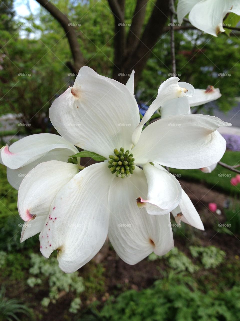 White dogwood blossom. 