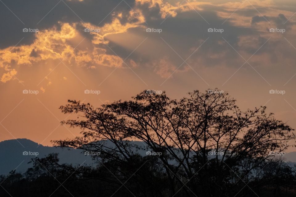 Chengrai/Thailand:February 16 2019-Chui Foung ,beautiful sun set on tea plantation 