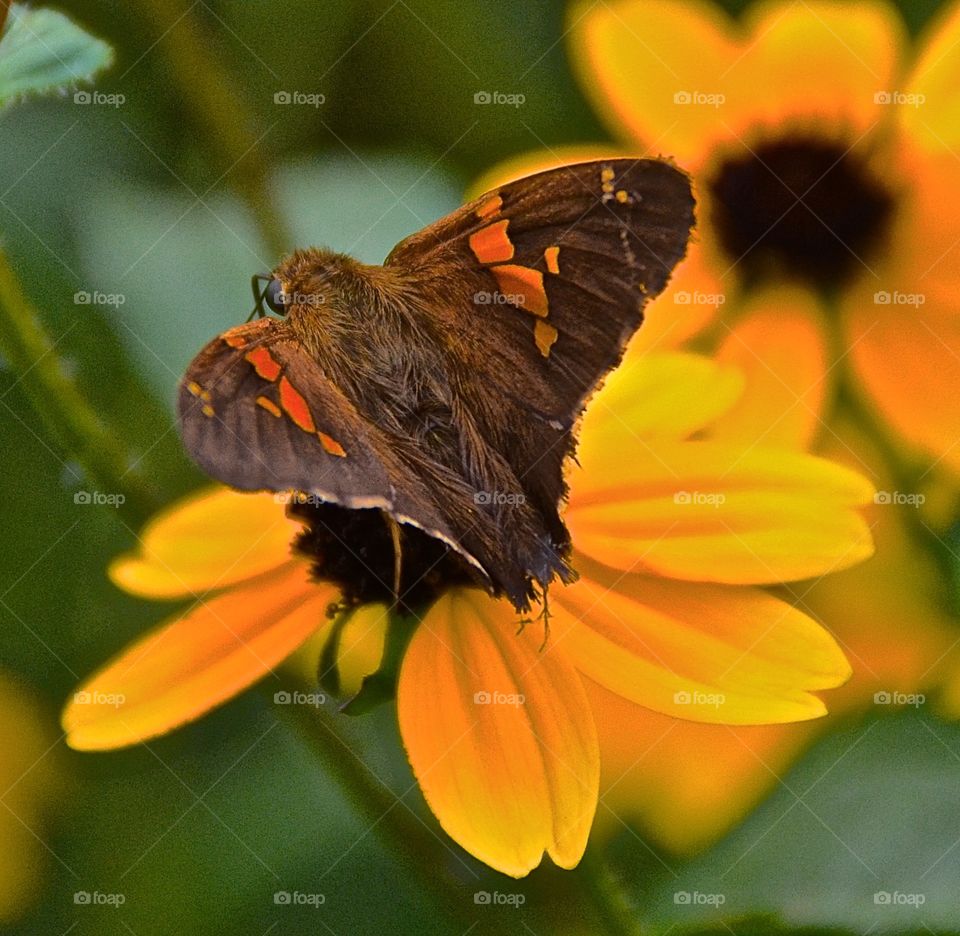 butterfly