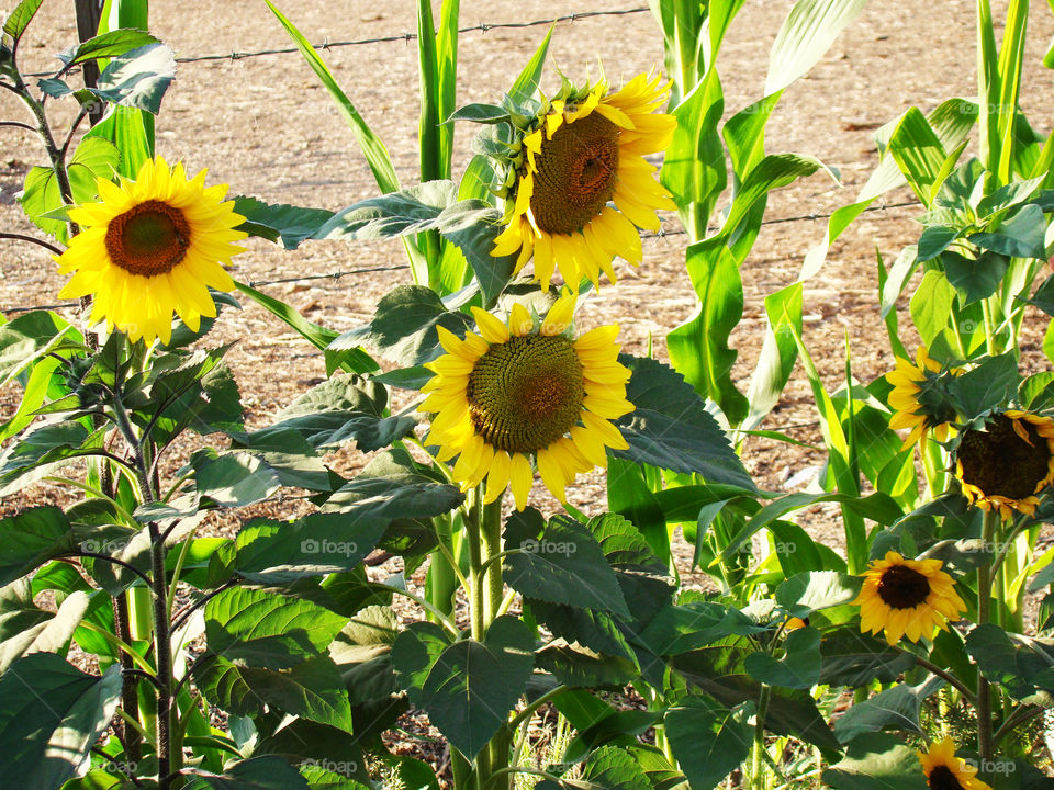 Sunflowers