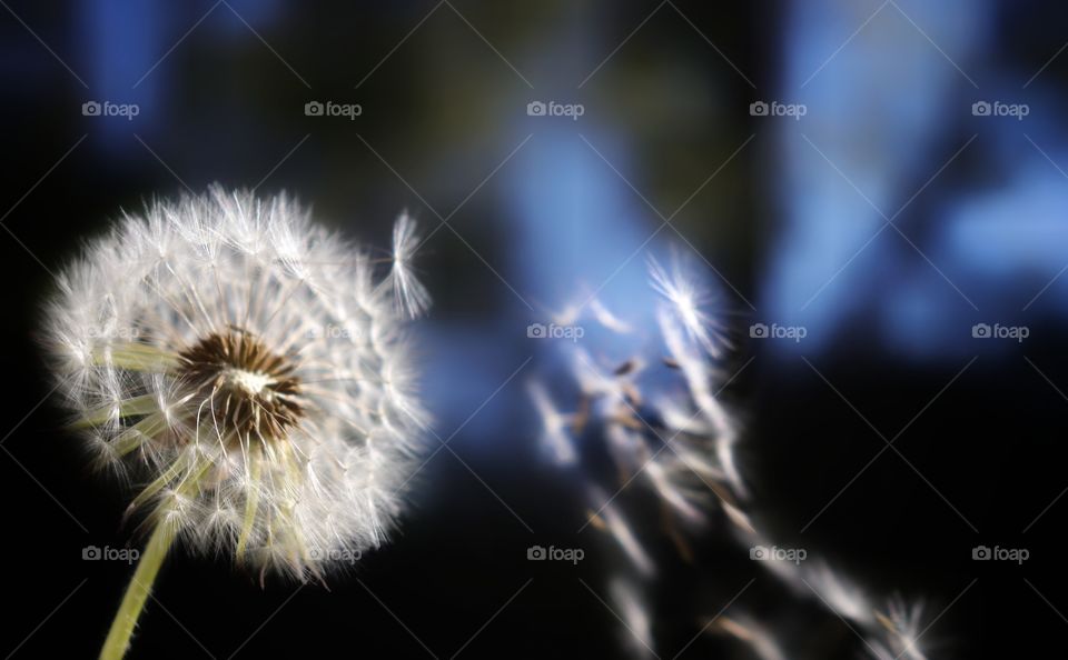 Dandelion