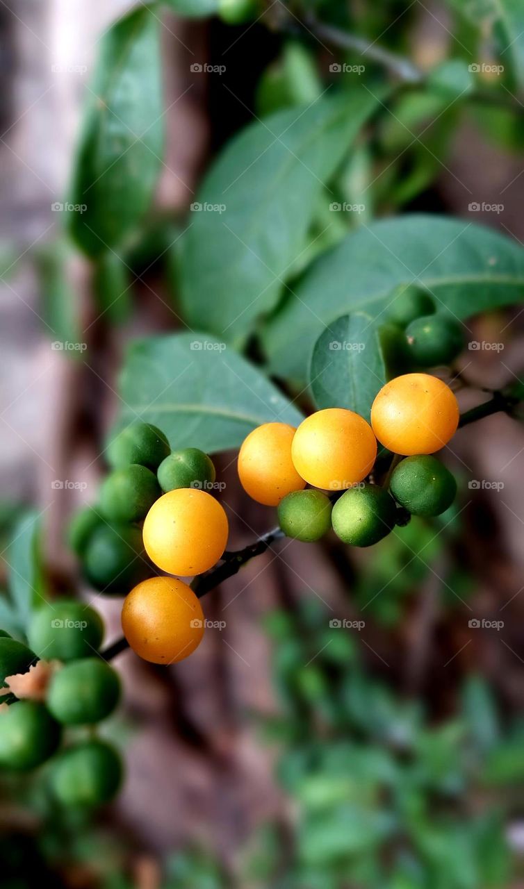 physalis is the name of a kind of small fruit, which when ripe is covered by enlarged flower petals