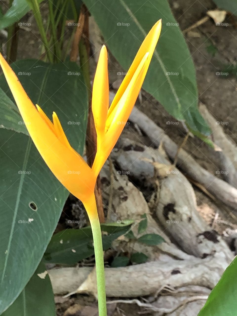 Flowers around everywhere, Countryside ( Thailand 🇹🇭