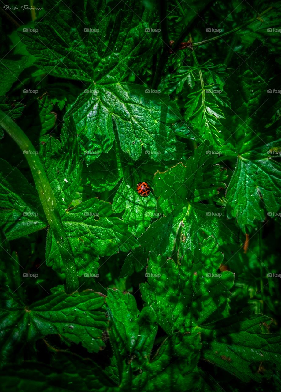 ladybug