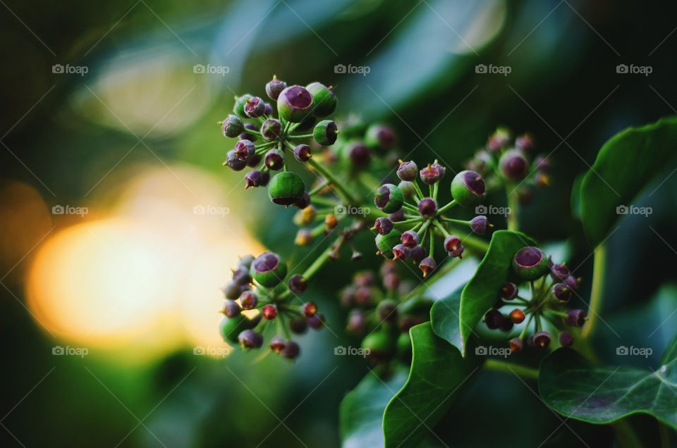 A background of blooming green ivy in the orange sunset light.