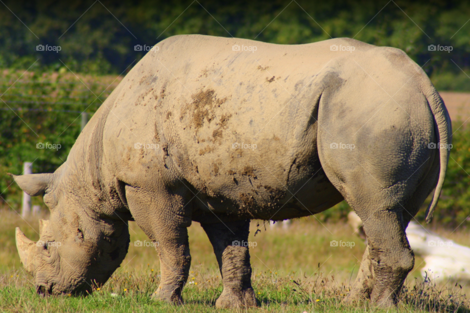 animal zoo rhino white rhino by leonbritton123