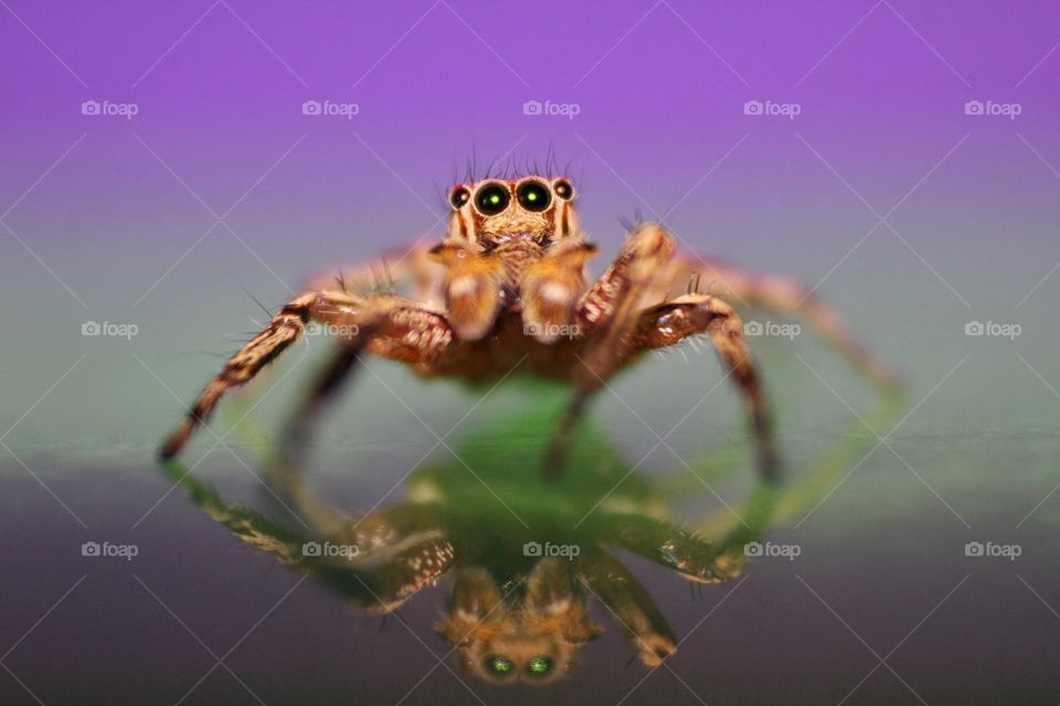Jumping Spider with Reflection on colorful background
