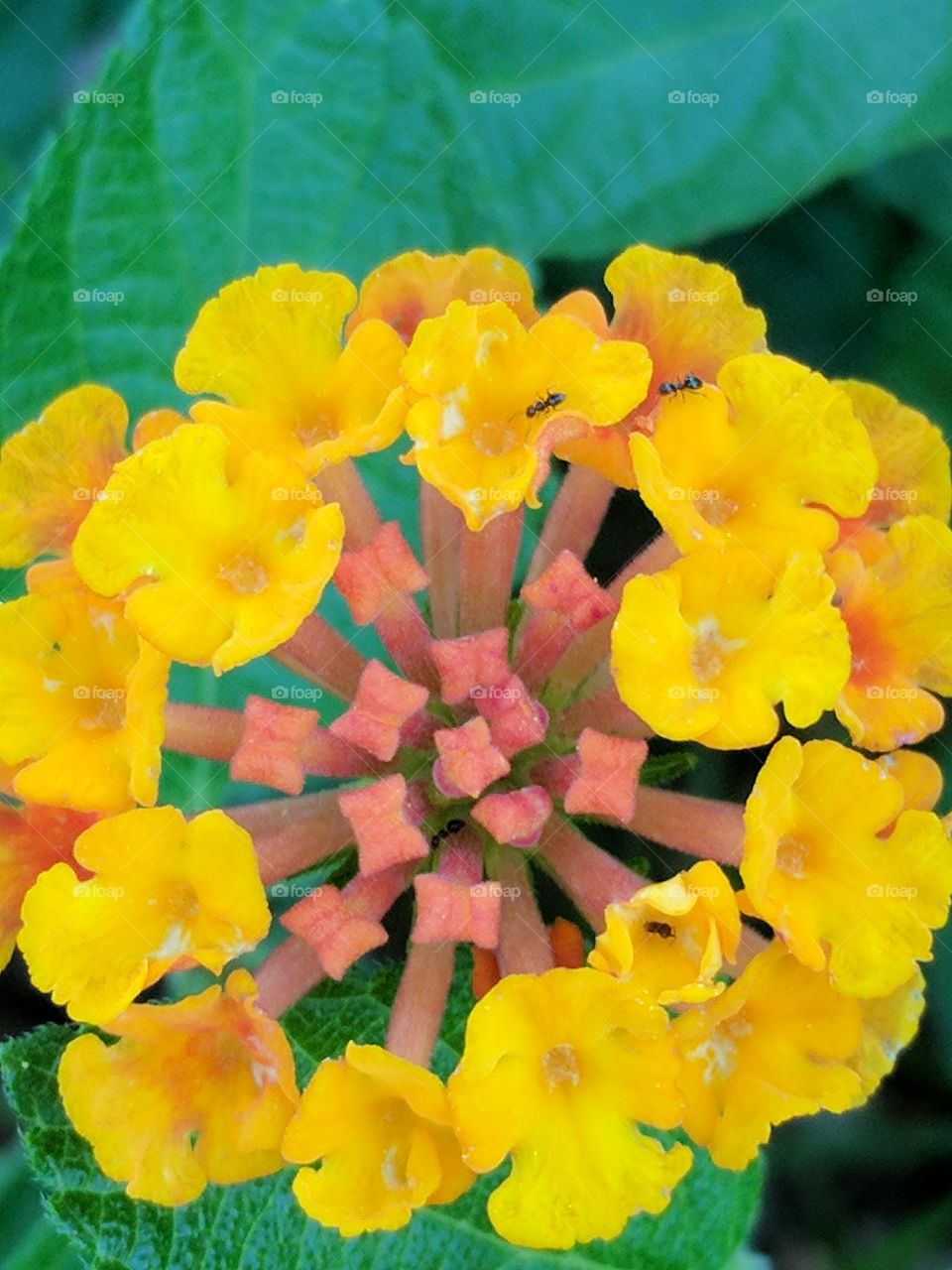 lantana being explored by ants