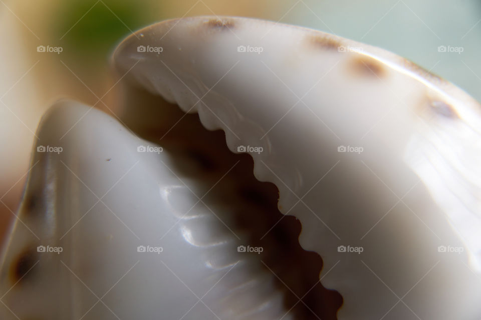 Shell Close Up