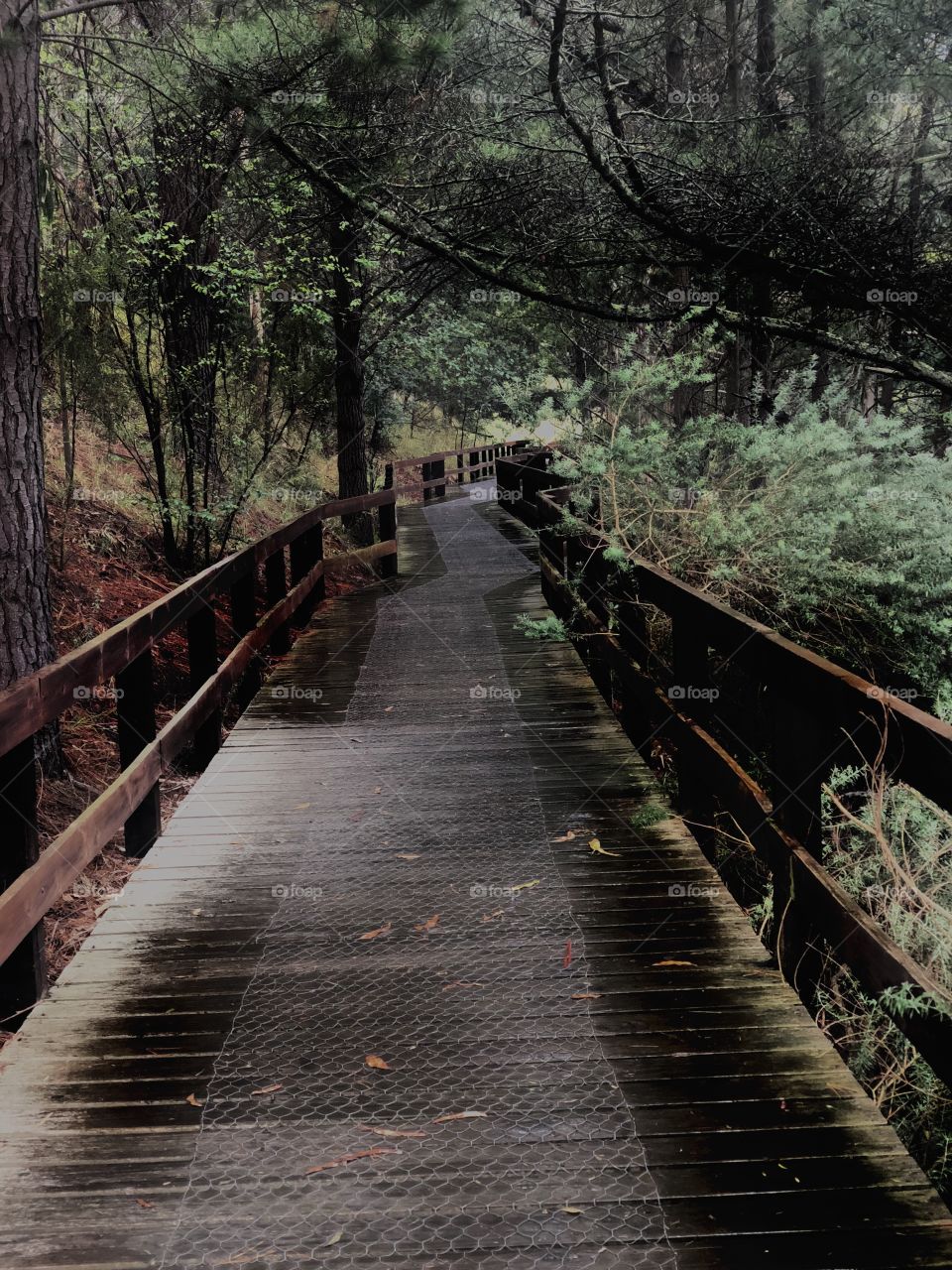 Bridge between us...