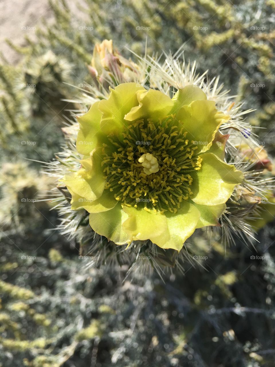 Desert bloom