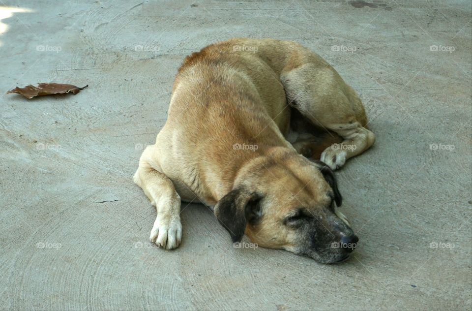 A dog lying on the floor