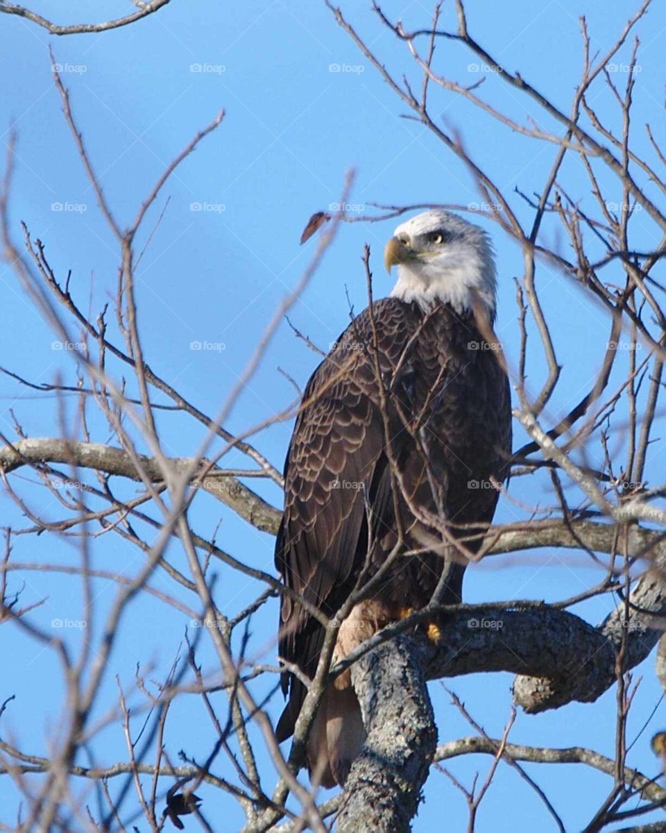 Bald Eagle