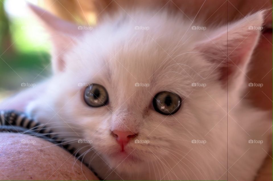 White kitten