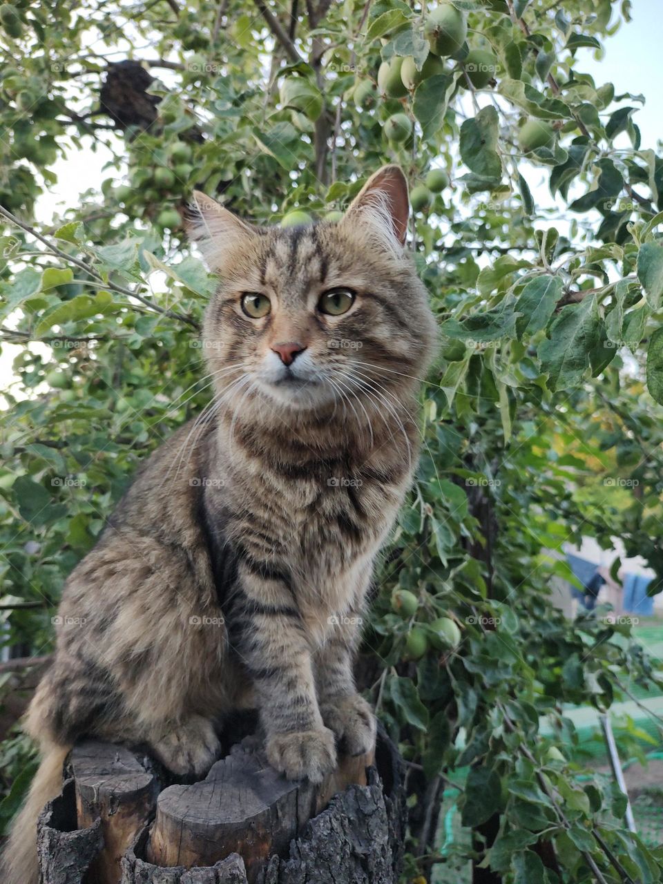 tree cat, cat, norwegian forest