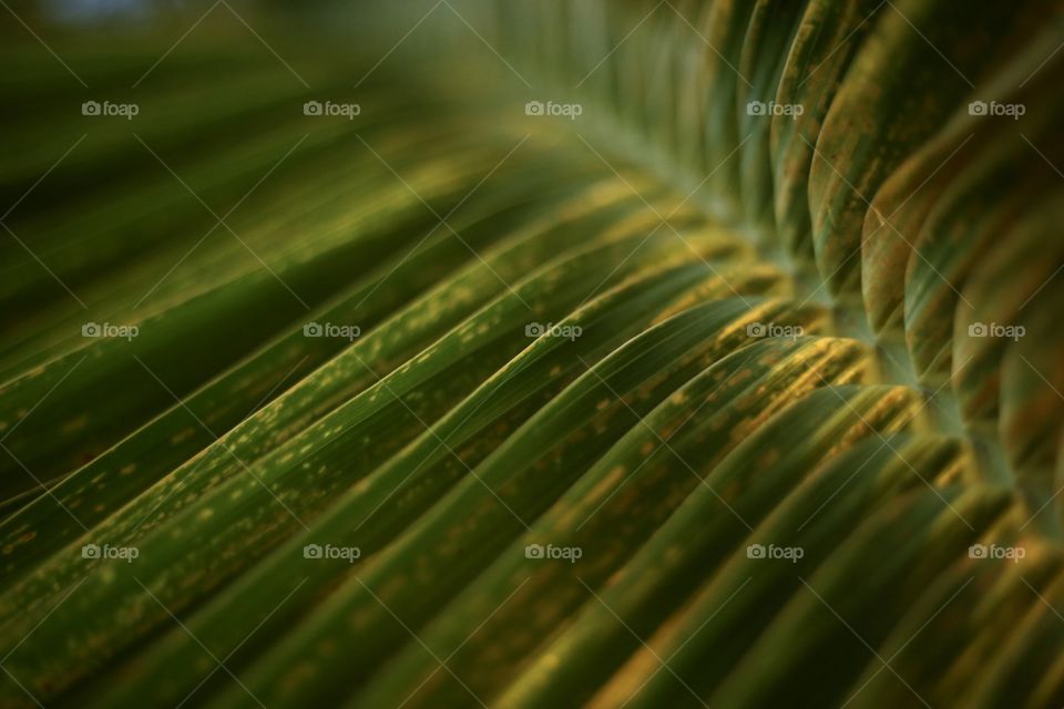 Leaf of palm