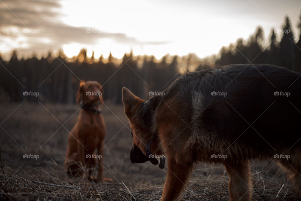 German shepherd young male dog playing with Hungarian vizsla dog outdoor at a spring evening