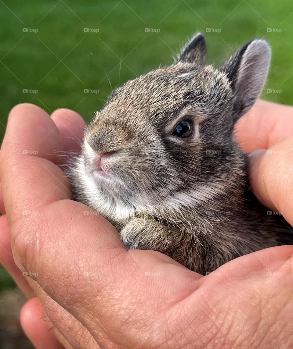 Baby bunny