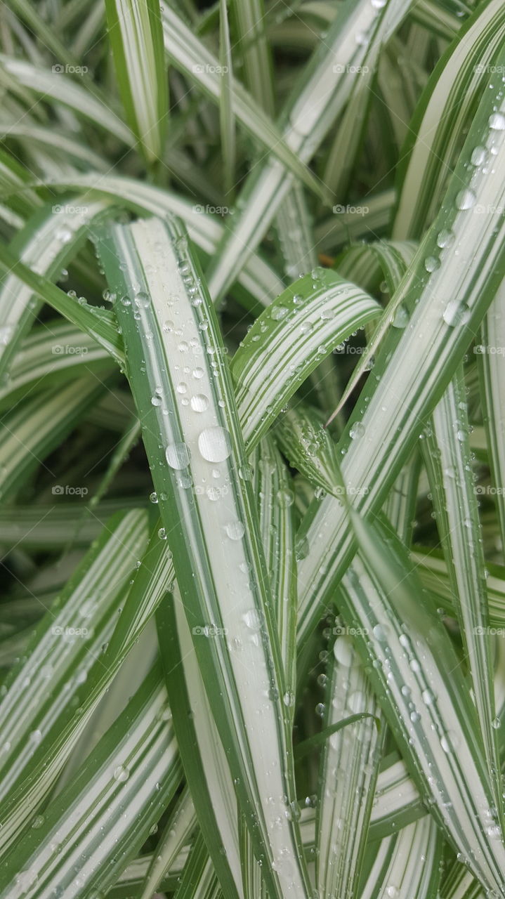 Close-up Decorative Grass