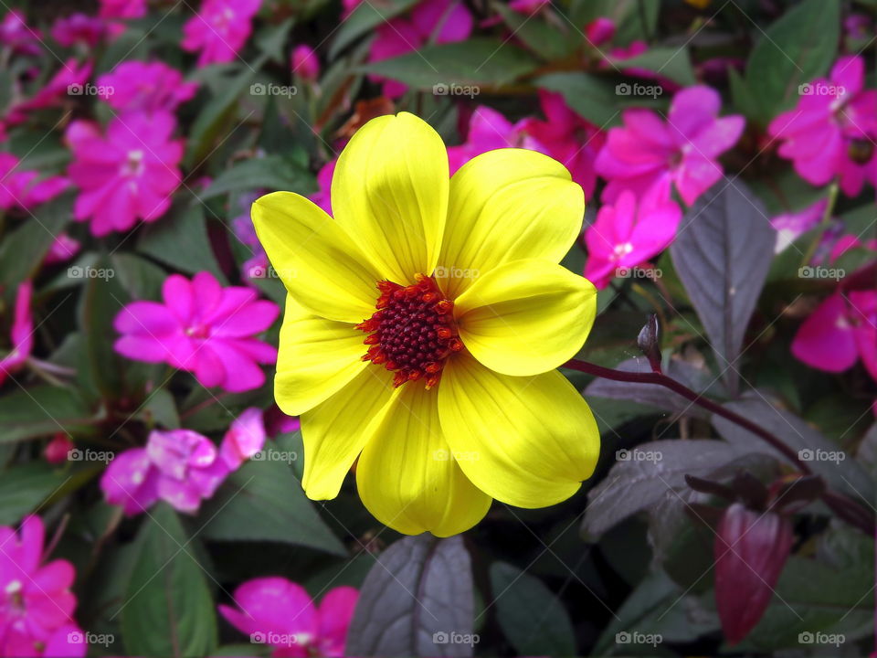 Yellow flower in purple field