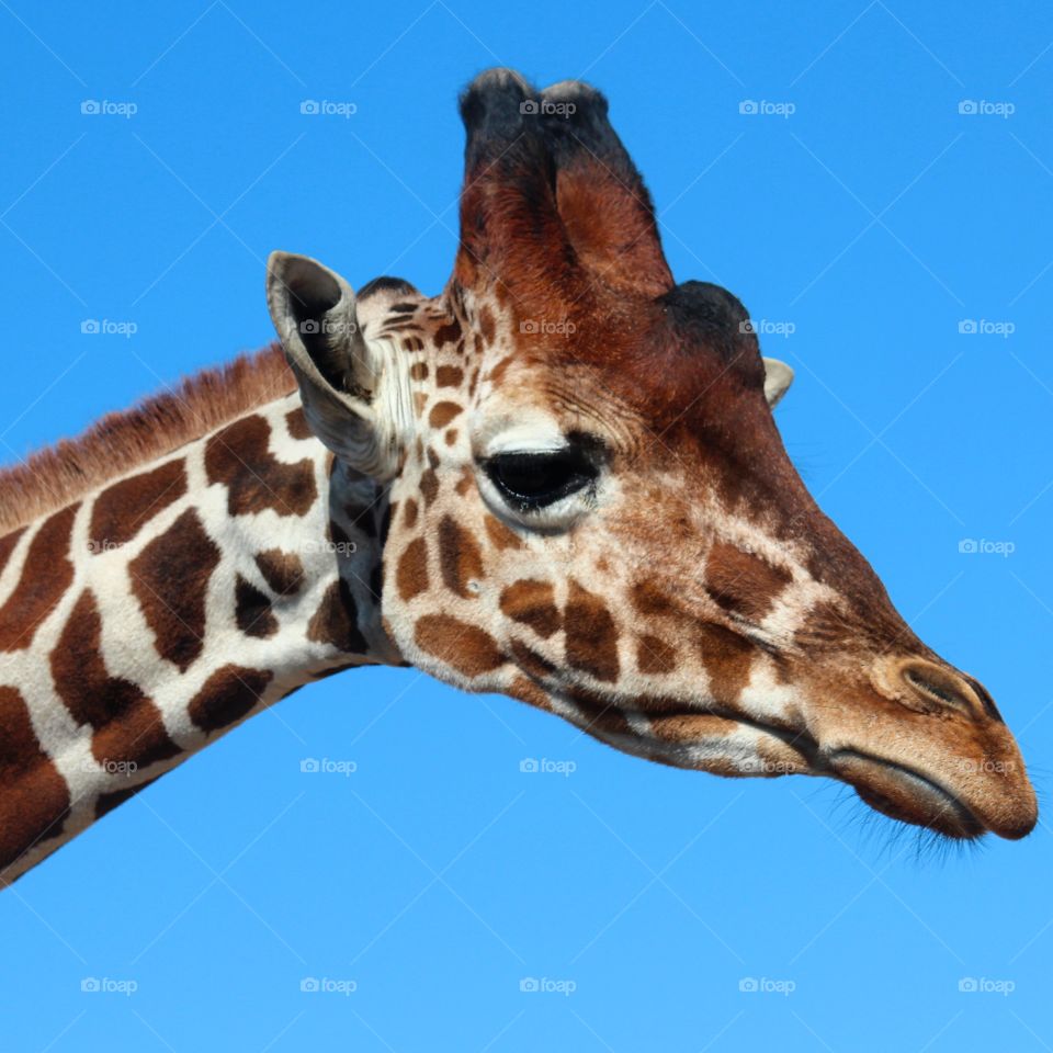 Giraffe close-up