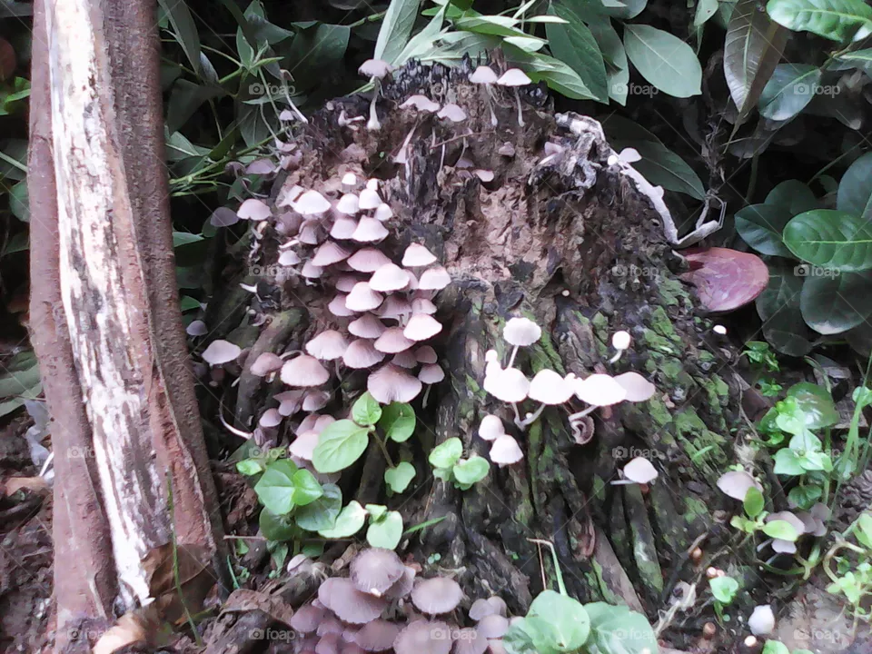 mushroom