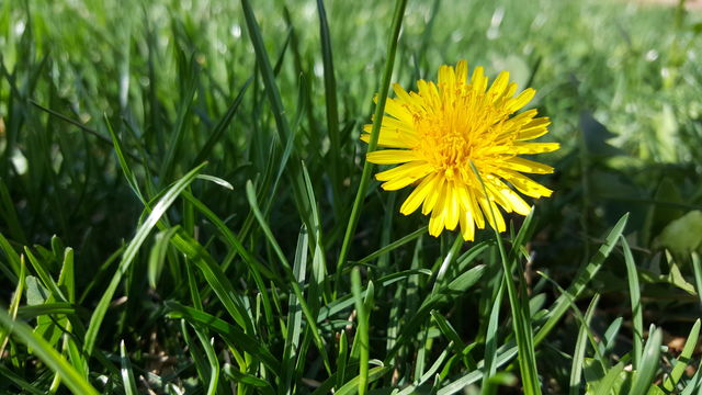 Flower. look close