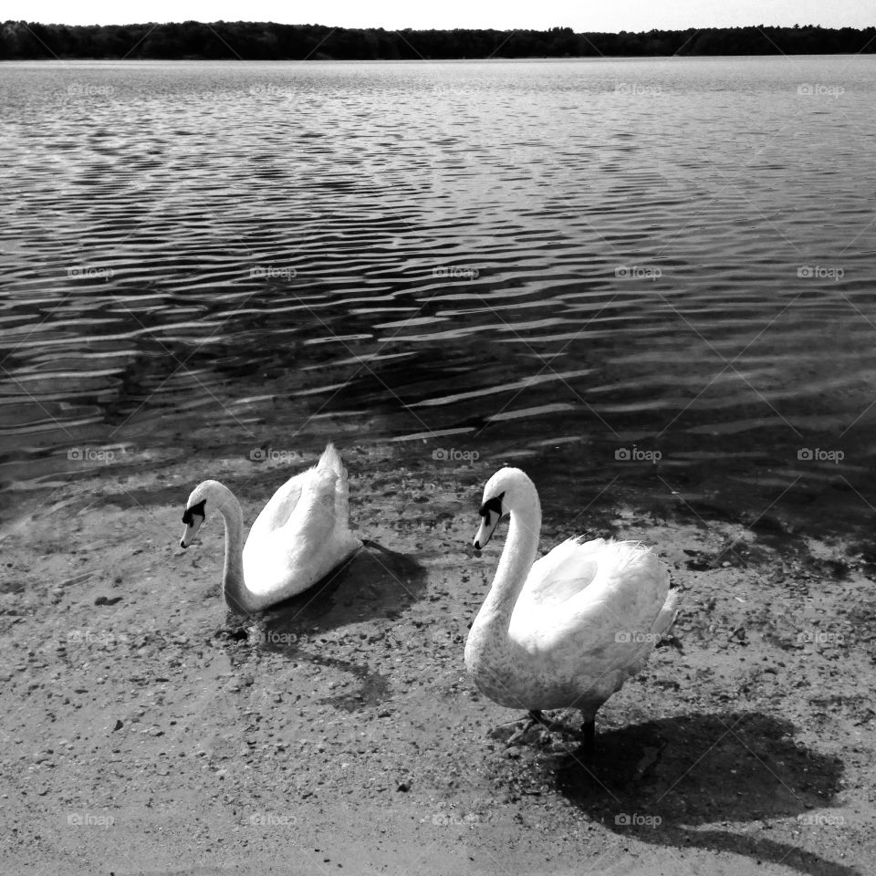 Swans on shore