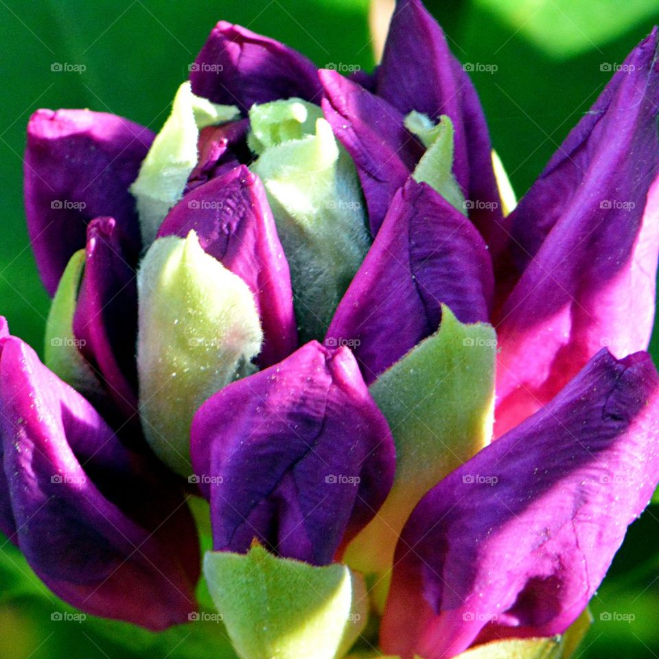 rhododendron bud