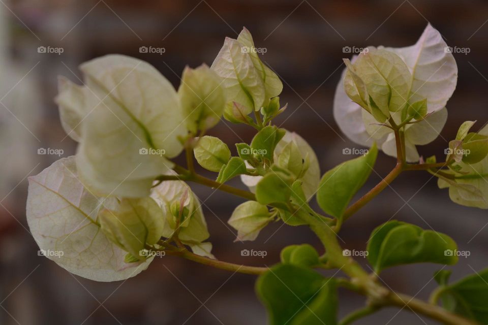 white pink bougainvillea two tone color flower blooming in the pot