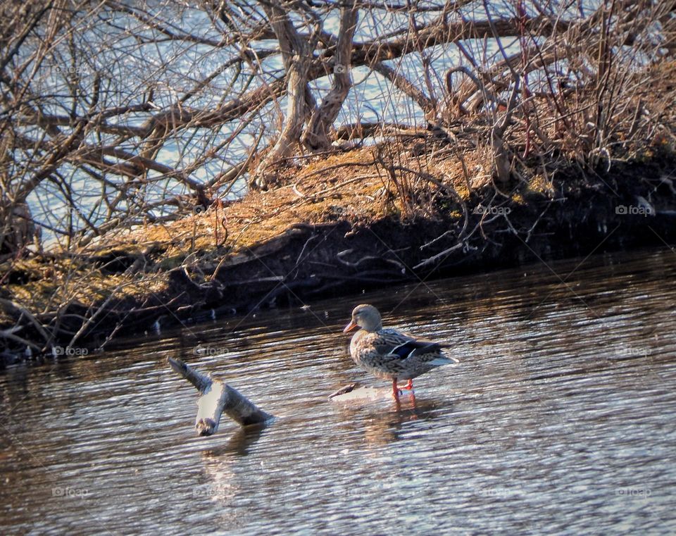 Duck standing in a river in Michigan in front of a small island filled with brush in evening