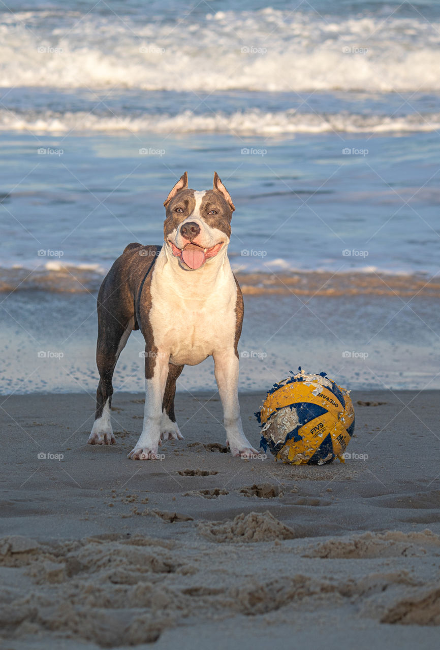 Young American staffordshire terrier playing with a ball on the beach