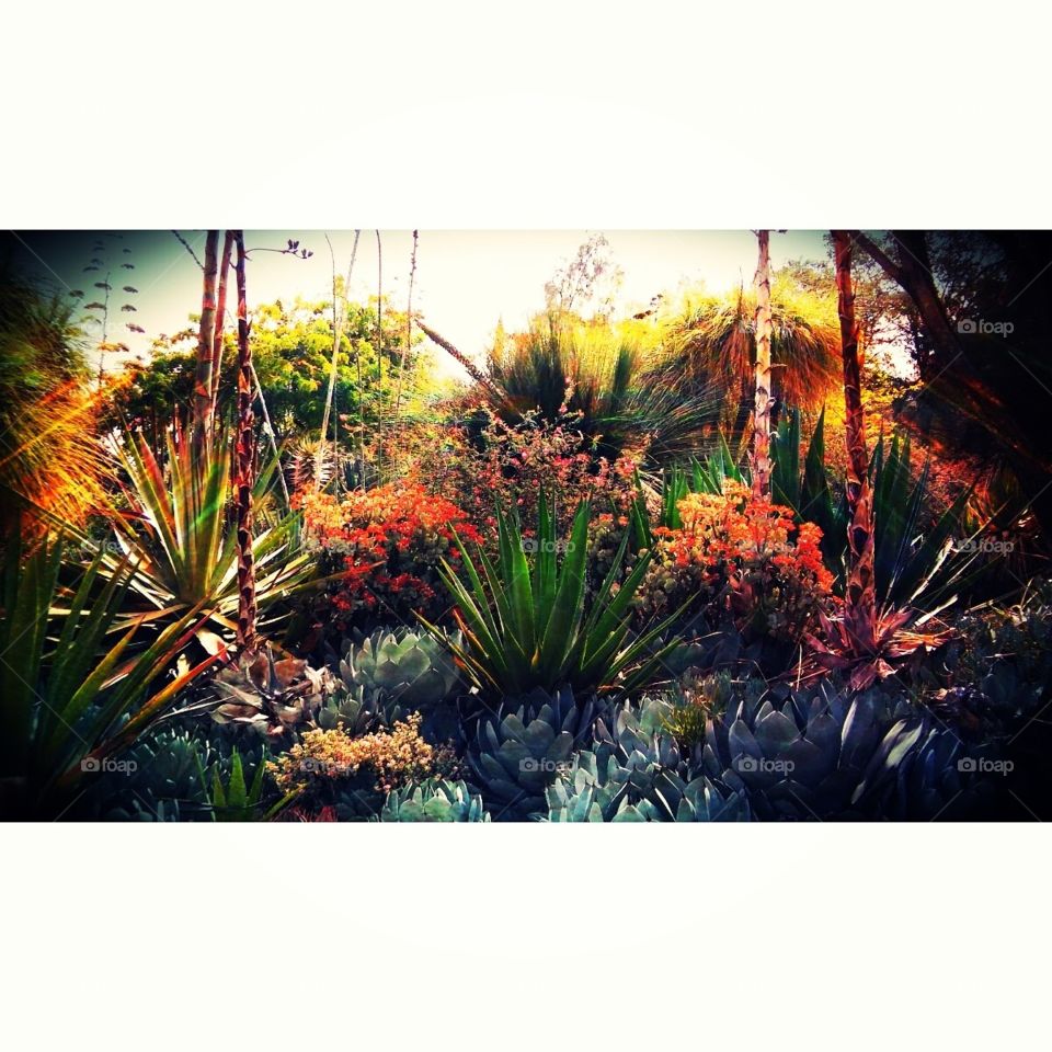 CSUF Arboretum, Fullerton, California