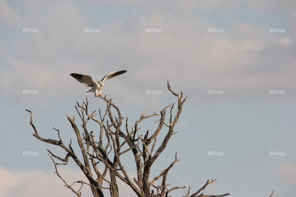 Coming in for landing