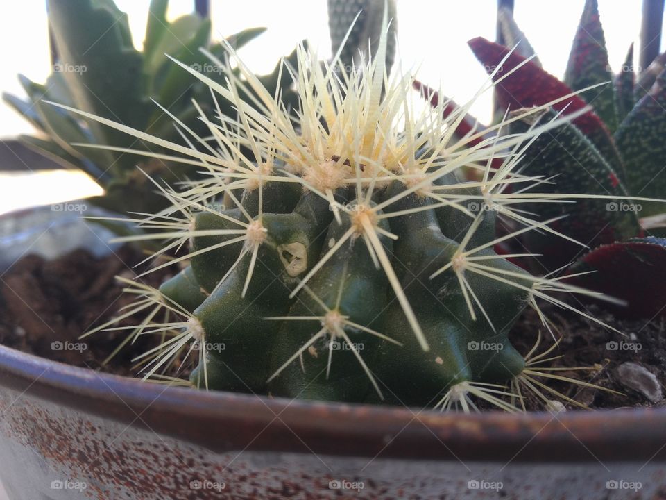 close up of a barrel cactus