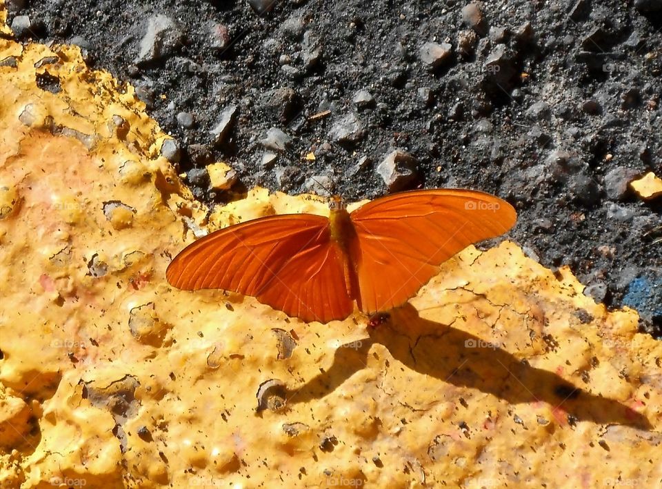 Bright Orange Butterfly
