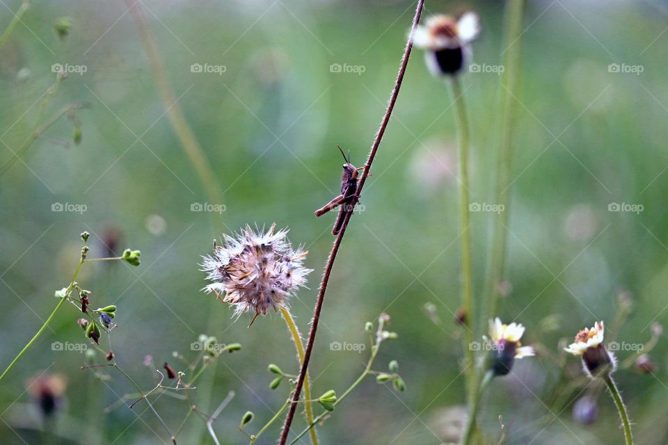 Beauty of Tiny World