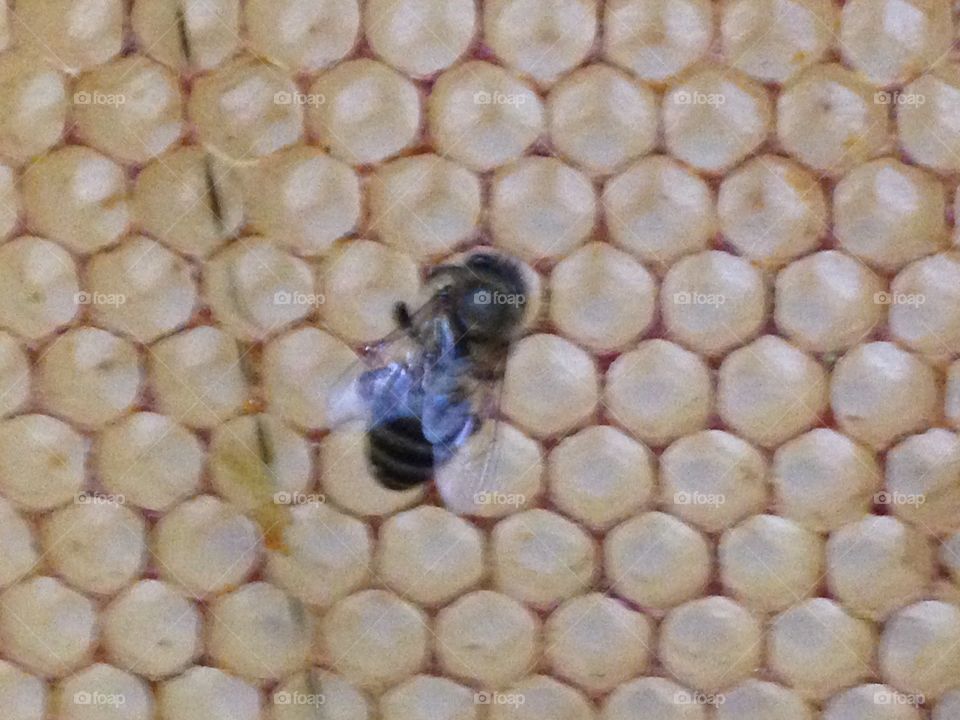 Bee on honeycomb pattern