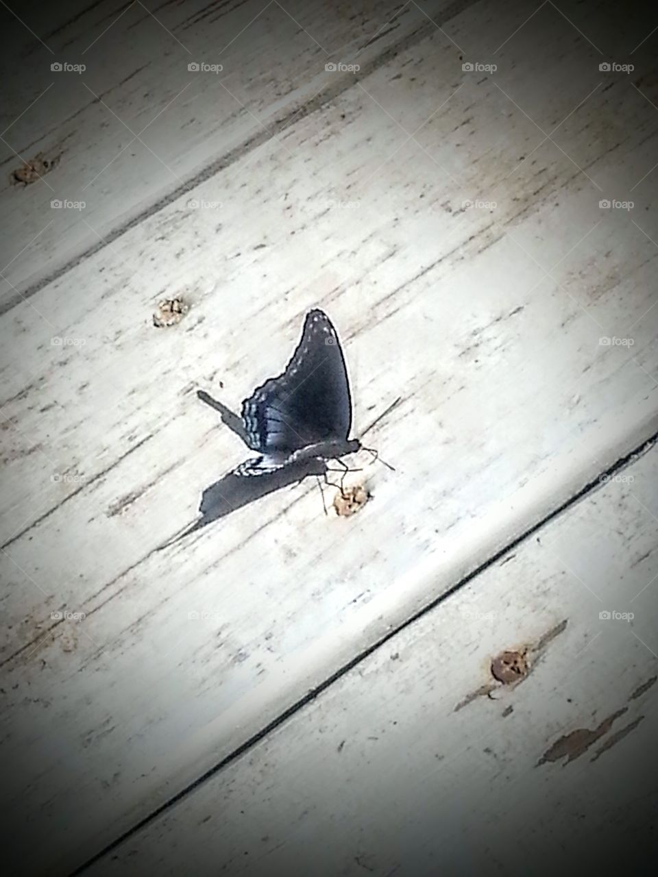 Blue Butterfly. Beautiful blue butterfly in Rockbridge, Ohio.