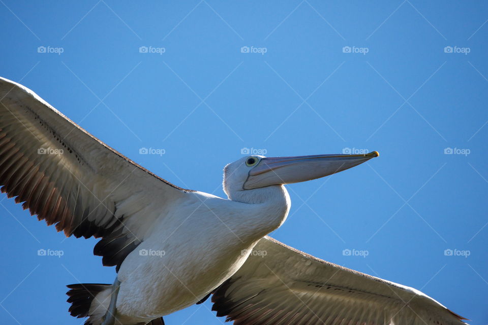 Pelican in flight close up